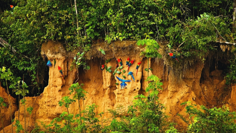 Papagaienlecke Regenwald ()